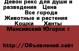 Девон рекс для души и разведения › Цена ­ 20 000 - Все города Животные и растения » Кошки   . Ханты-Мансийский,Югорск г.